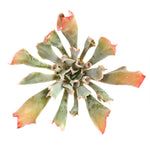 THE GOOD, THE BAD and The UGLY SALE! Echeveria Trumpet Pinky