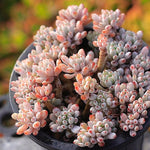 SPECIAL! JUST CART!!! PRESALE Graptopetalum Blue Beans