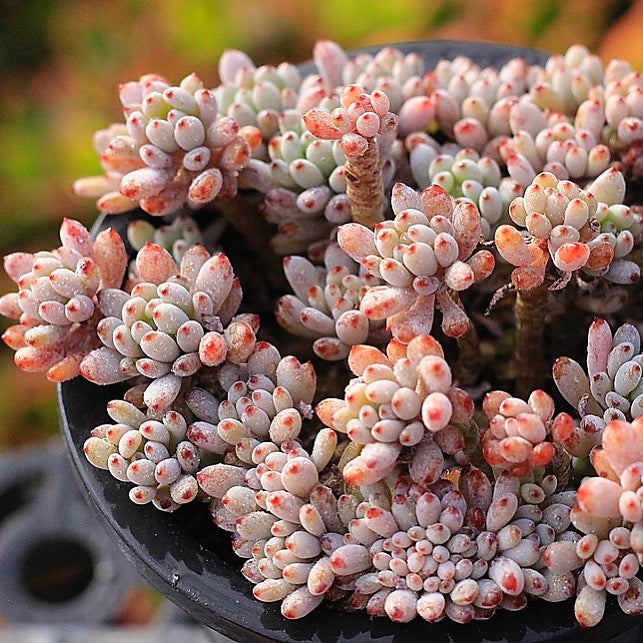 SPECIAL! JUST CART!!! PRESALE Graptopetalum Blue Beans