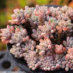 SPECIAL! JUST CART!!! PRESALE Graptopetalum Blue Beans