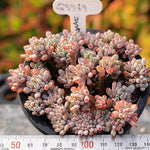 SPECIAL! JUST CART!!! PRESALE Graptopetalum Blue Beans