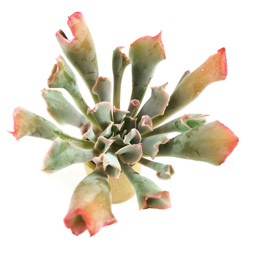 THE GOOD, THE BAD and The UGLY SALE! Echeveria Trumpet Pinky