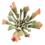 THE GOOD, THE BAD and The UGLY SALE! Echeveria Trumpet Pinky