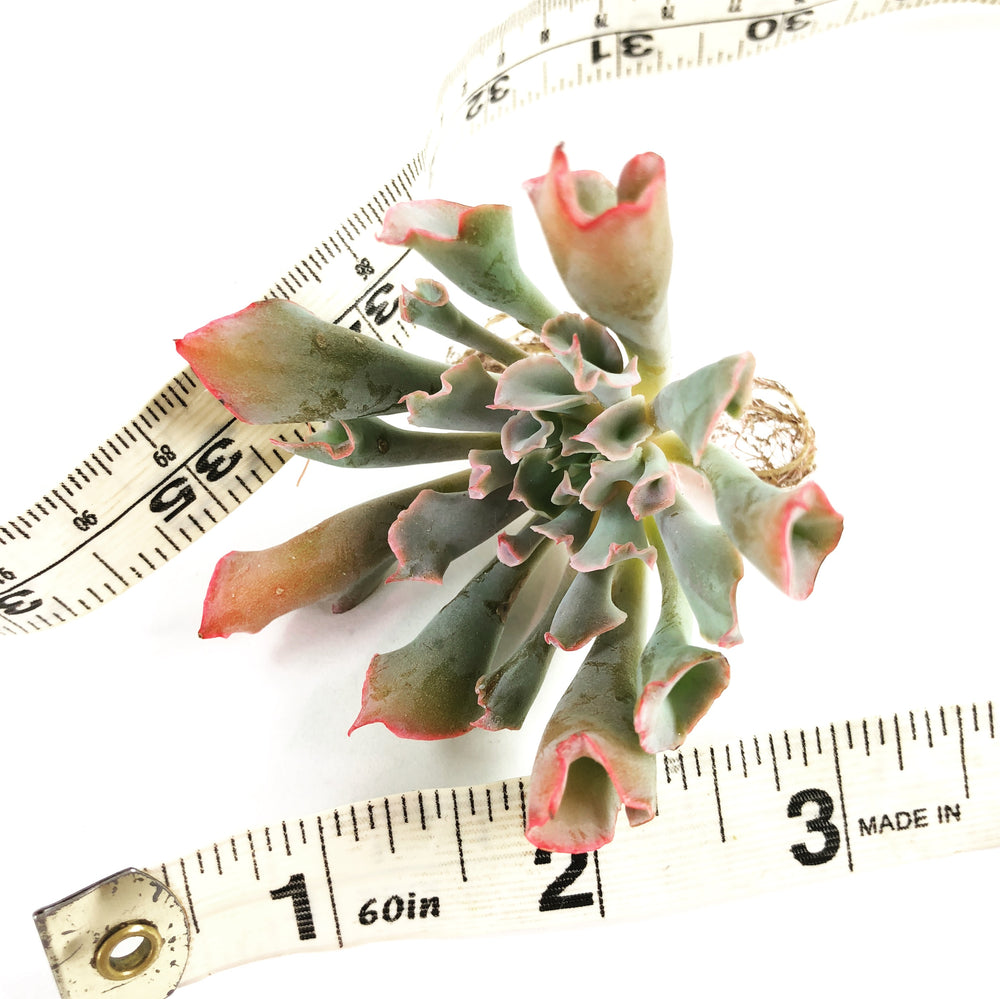 THE GOOD, THE BAD and The UGLY SALE! Echeveria Trumpet Pinky