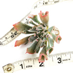 THE GOOD, THE BAD and The UGLY SALE! Echeveria Trumpet Pinky