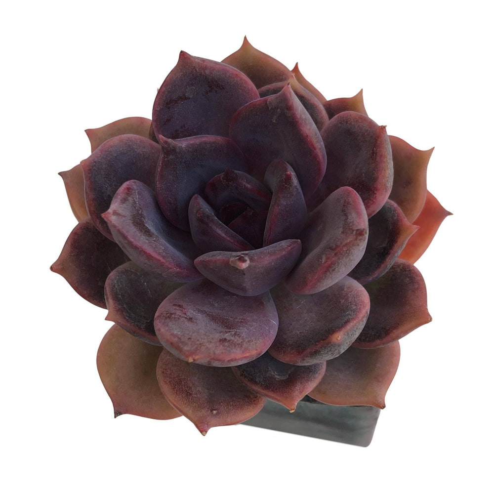 Echeveria Dark Chocolate