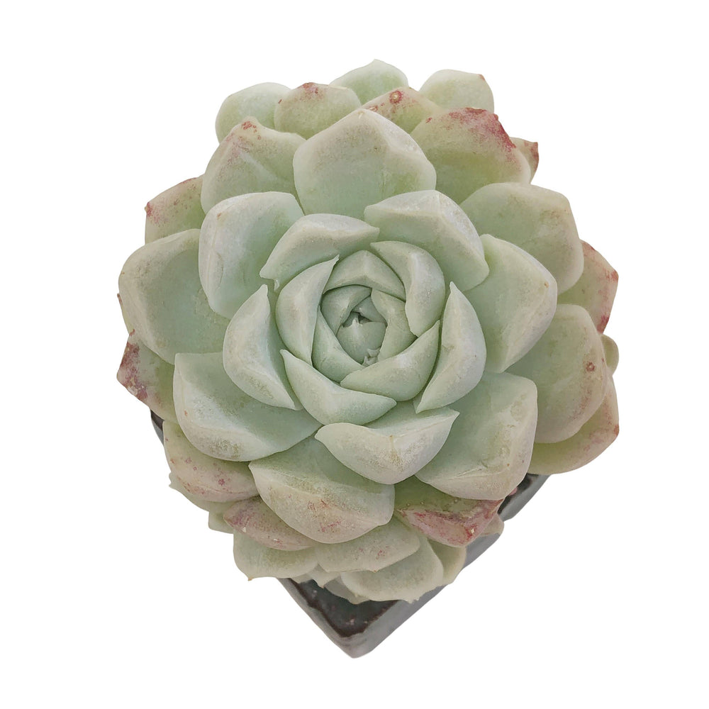 RESERVED Echeveria Hughmillus, Cluster