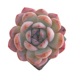 SPECIAL REQUEST- Echeveria Starmark