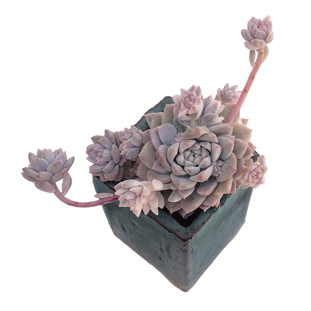 Echeveria Prolifica