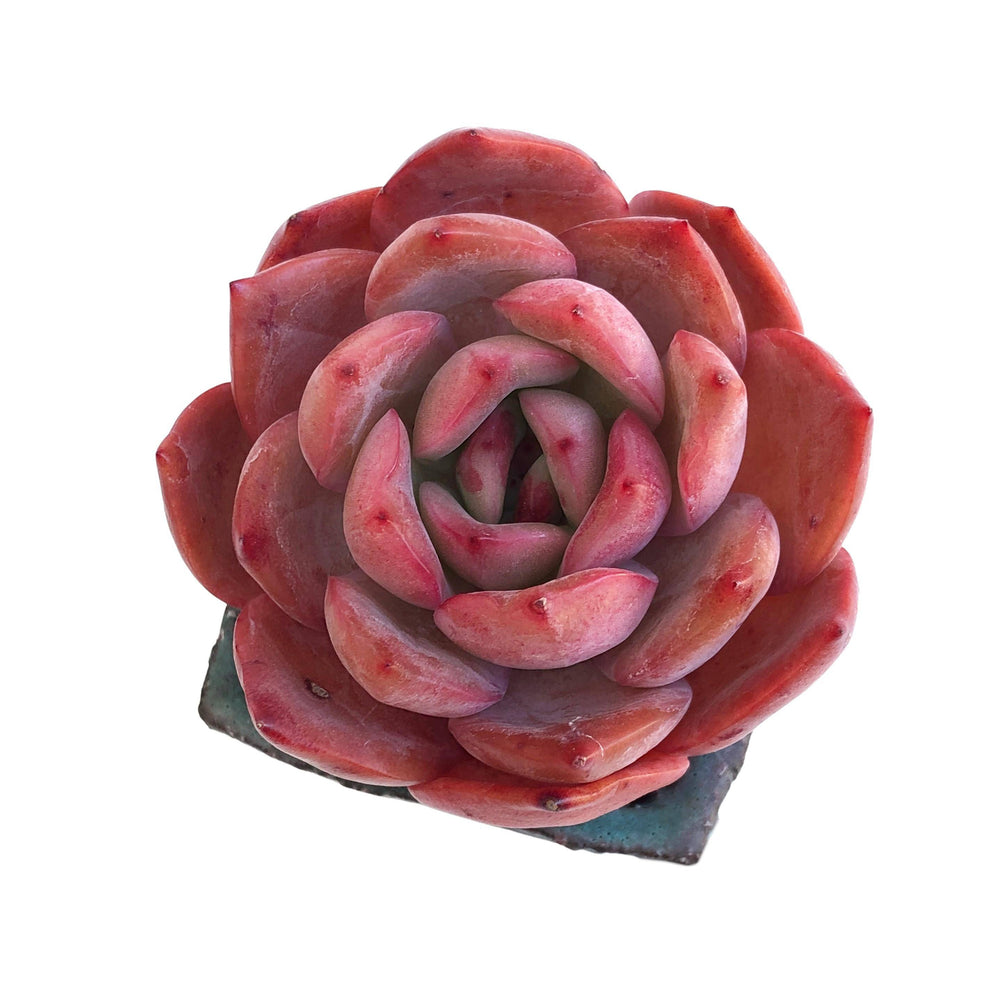 RESERVED Echeveria Glam Pink