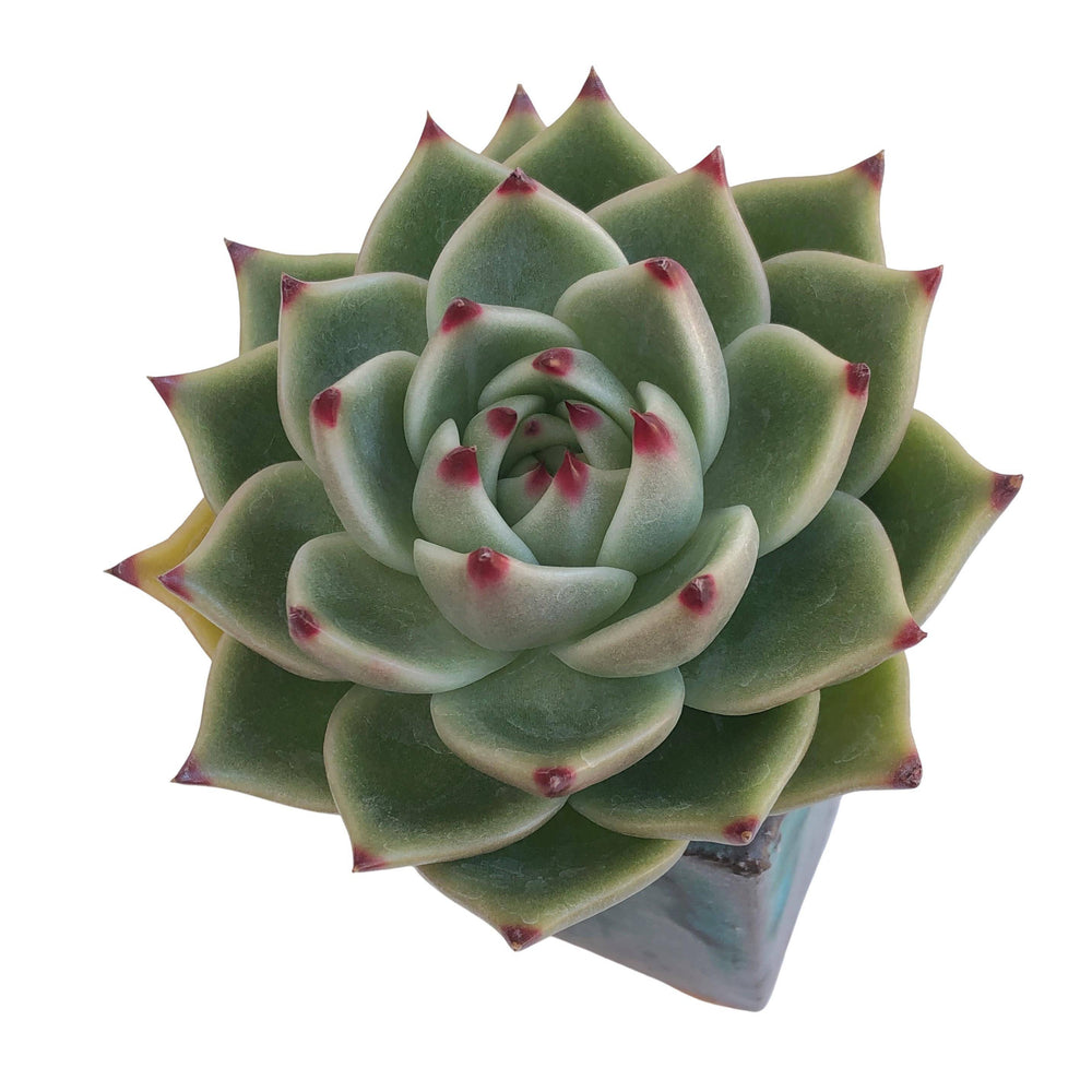 RESERVED Echeveria Blue Dragon