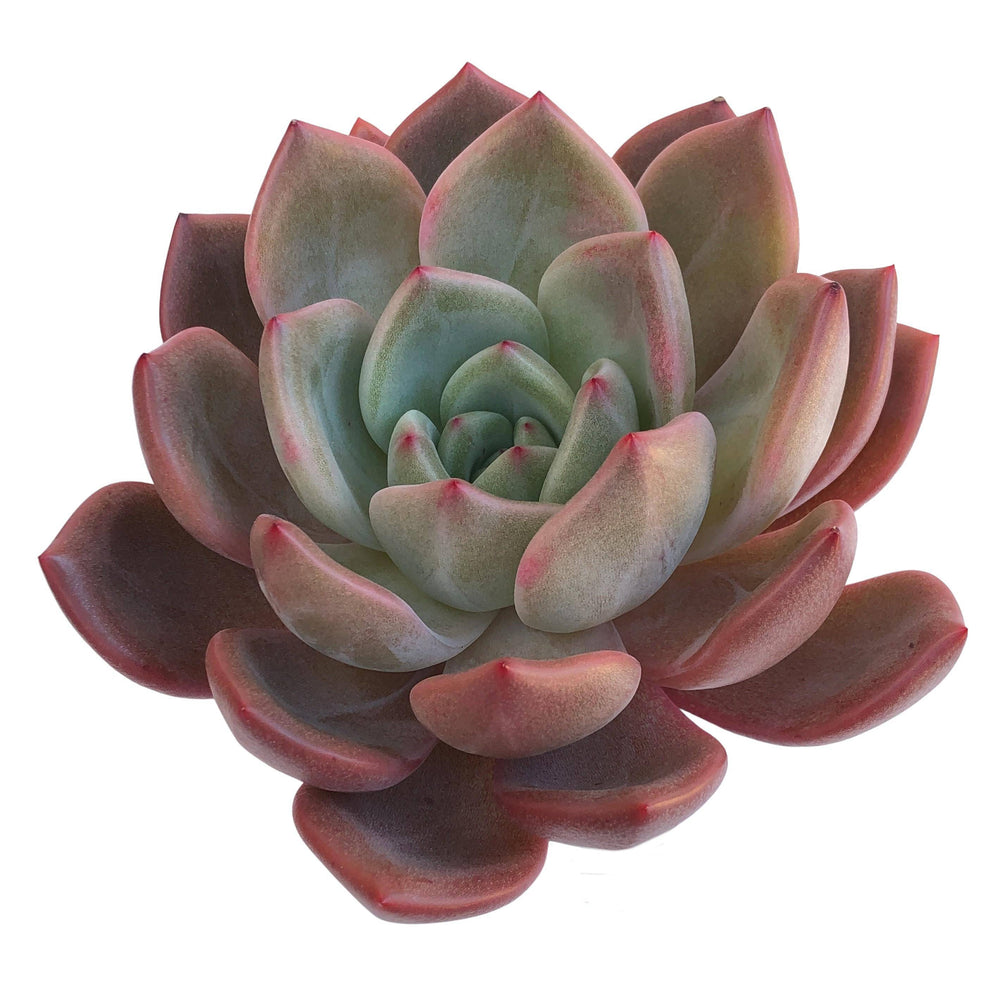 Echeveria Baekya White Night