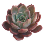 Echeveria Baekya White Night