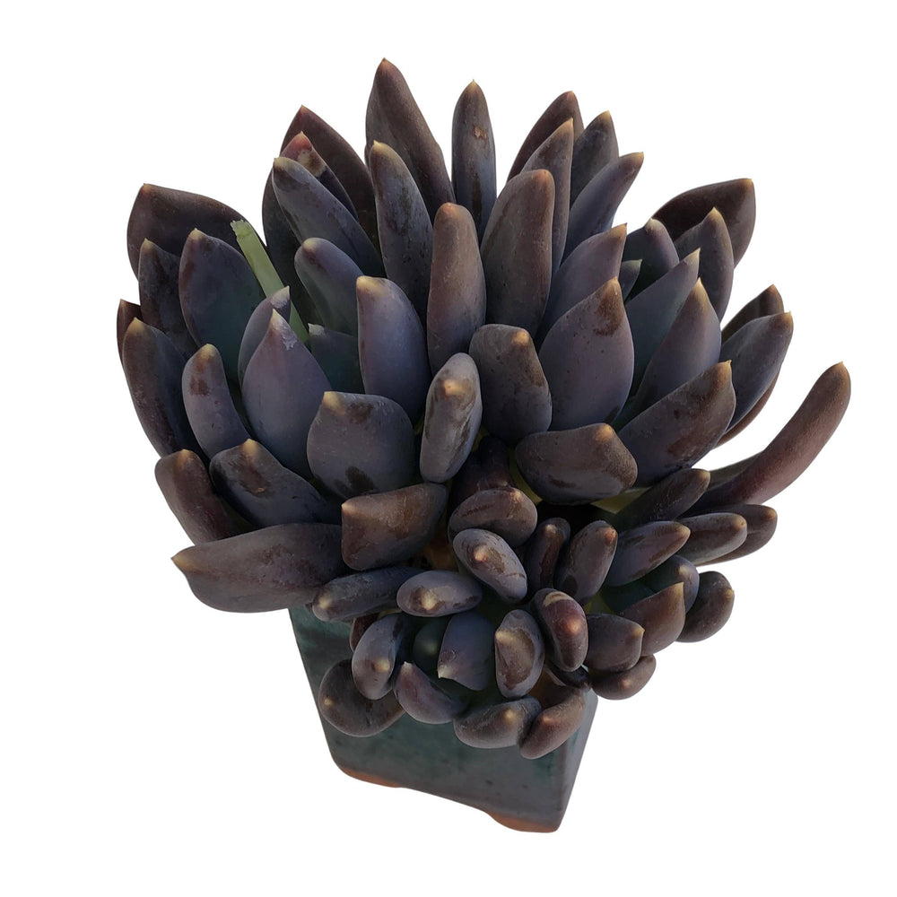 Pachyveria Black Swan, Cluster