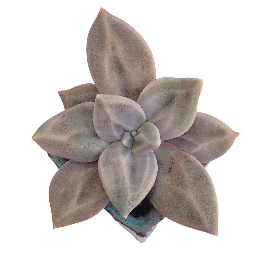 Echeveria Xichuensis