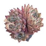 Echeveria Zaragosa, Classic