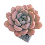 Echeveria Aladron