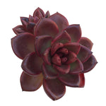 SPECIAL REQUEST- Echeveria Pine Rose, Mature