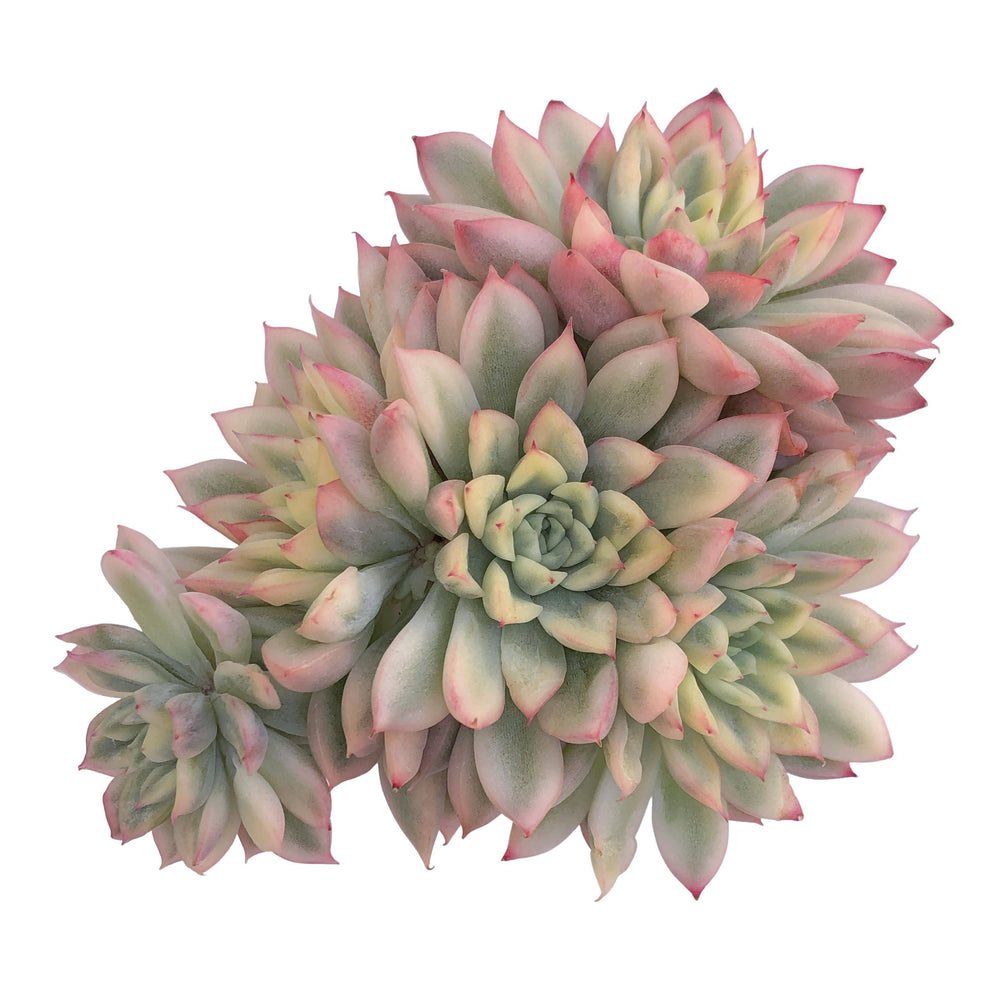 Echeveria Mebina, Variegata