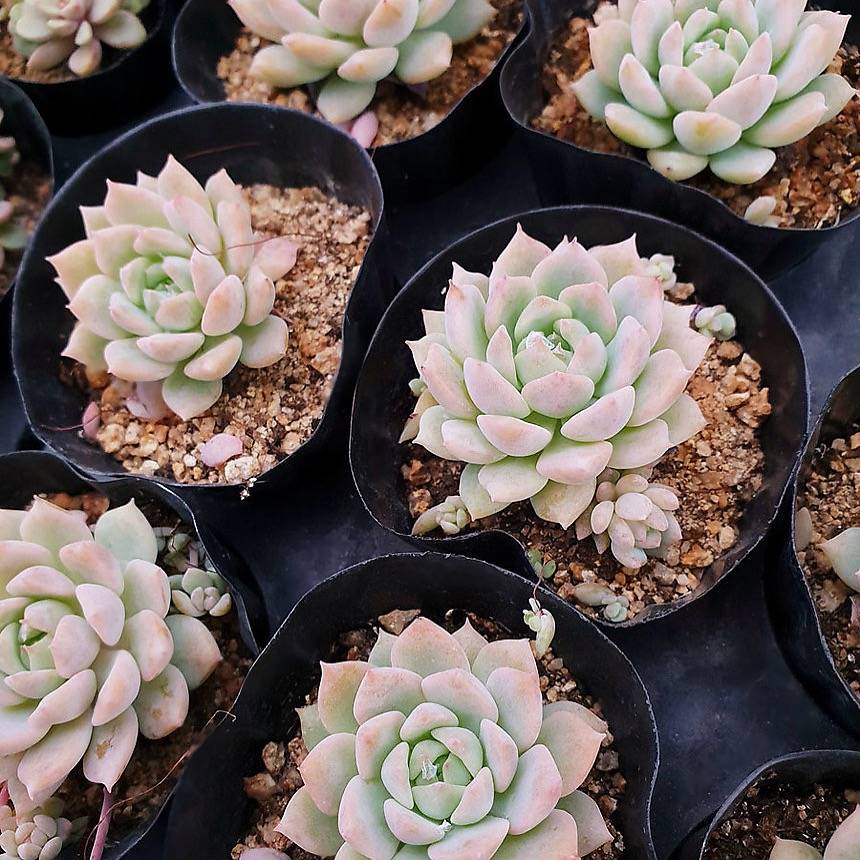 bright pink flower succulent PRESALE Echeveria Bright Pink, (Random) – Cedar Creek Farmhouse
