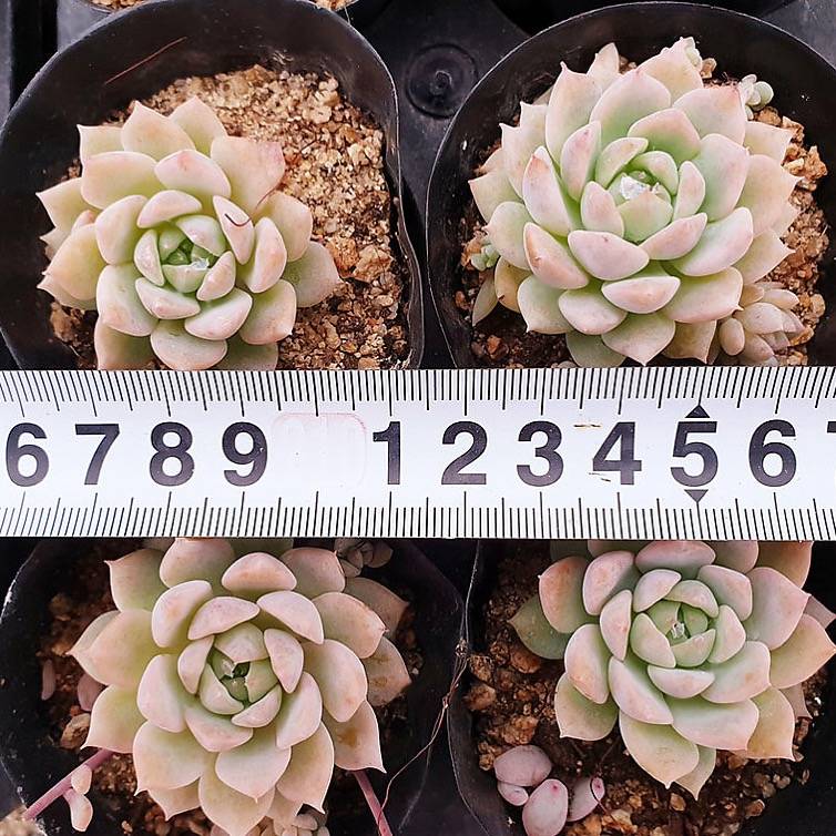 PRESALE Echeveria Bright Pink, (Random)