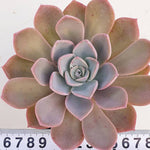 PRESALE Echeveria Tinkerbell, (Random)