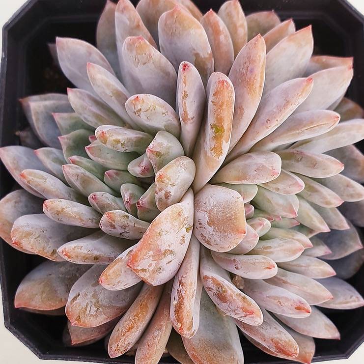 PRESALE Echeveria Monroe Cristata, (Random)