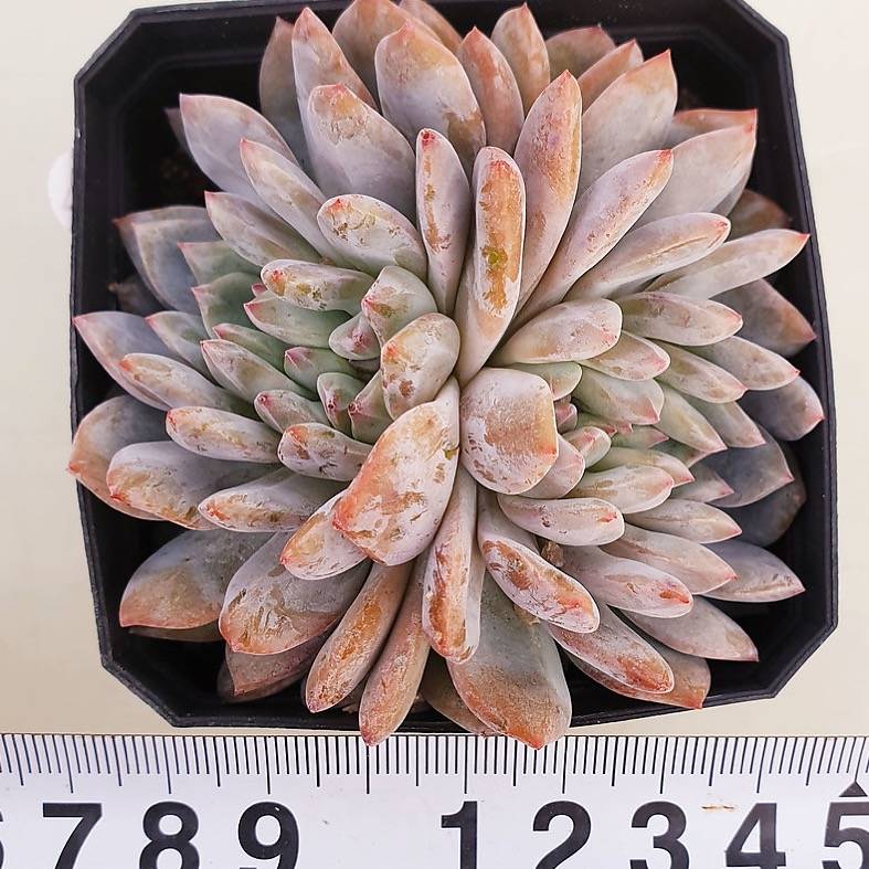 PRESALE Echeveria Monroe Cristata, (Random)