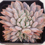 PRESALE Echeveria Monroe Cristata, (Random)