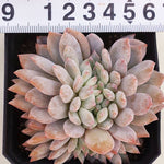 PRESALE Echeveria Monroe Cristata, (Random)