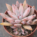 PRESALE Echeveria Tolimanensis Sp. (With Pup)