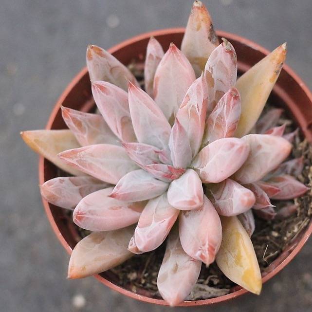 PRESALE Echeveria Tolimanensis Sp. (With Pup)