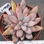 PRESALE Echeveria Tolimanensis Sp. (With Pup)