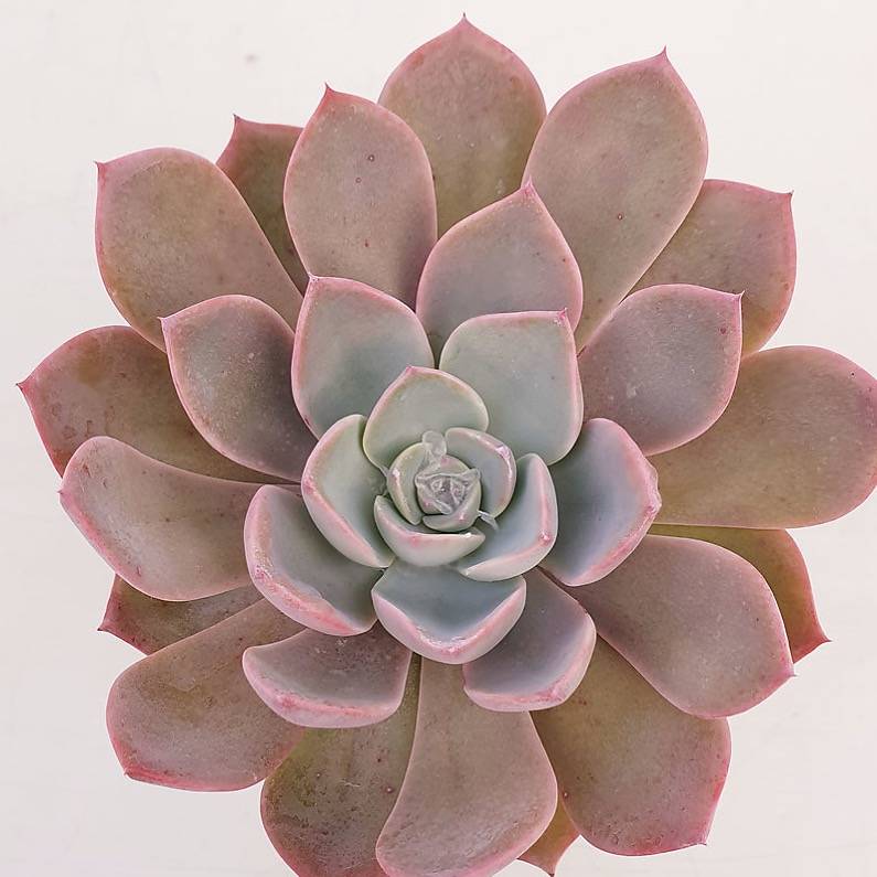 PRESALE Echeveria Tinkerbell, (Random)