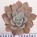 PRESALE Echeveria Tinkerbell, (Random)