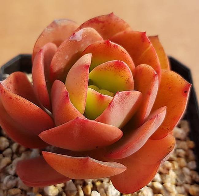 PRESALE Echeveria Jyulia, (Random)