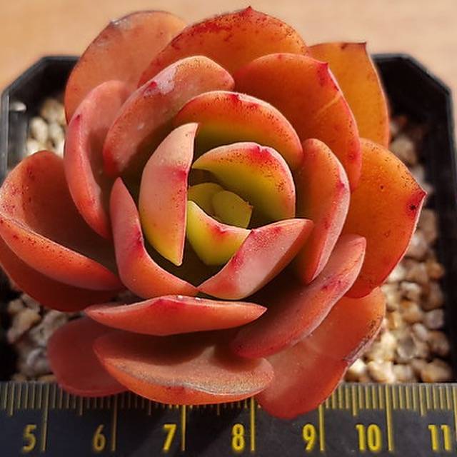 PRESALE Echeveria Jyulia, (Random)