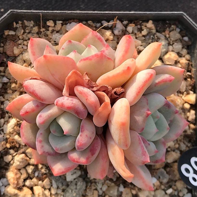 PRESALE Echeveria 'Shamong' (Random)