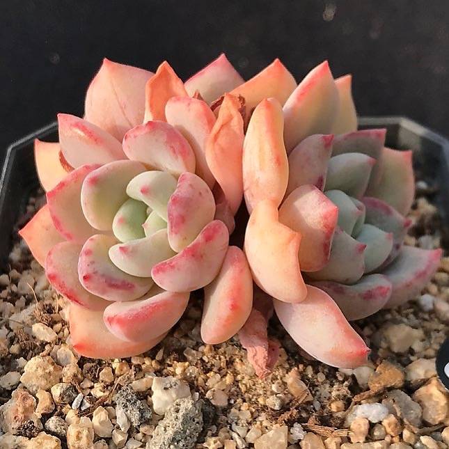 PRESALE Echeveria 'Shamong' (Random)