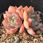 PRESALE Echeveria 'Shamong' (Random)