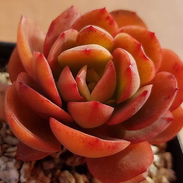 PRESALE Echeveria Jyulia, (Random)