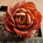 PRESALE Echeveria Jyulia, (Random)