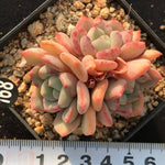 PRESALE Echeveria 'Shamong' (Random)