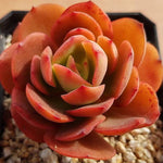 PRESALE Echeveria Jyulia, (Random)