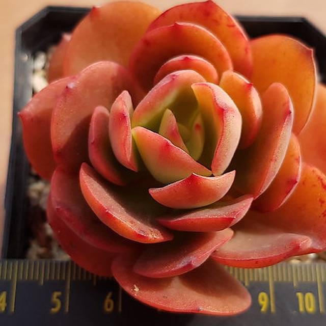 PRESALE Echeveria Jyulia, (Random)