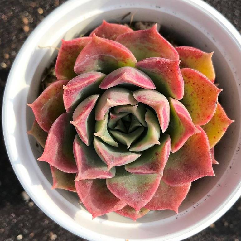 PRESALE Echeveria 'Mochican' (Random)