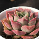 PRESALE Echeveria 'Mochican' (Random)