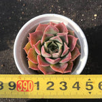 PRESALE Echeveria 'Mochican' (Random)