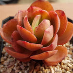 PRESALE Echeveria Jyulia, (Random)