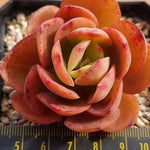 PRESALE Echeveria Jyulia, (Random)